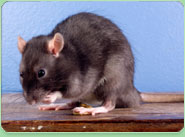 rat control North Kensington